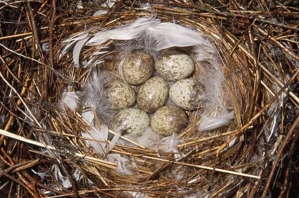 Great Grey Shrike - eggs in nest - Denmark
