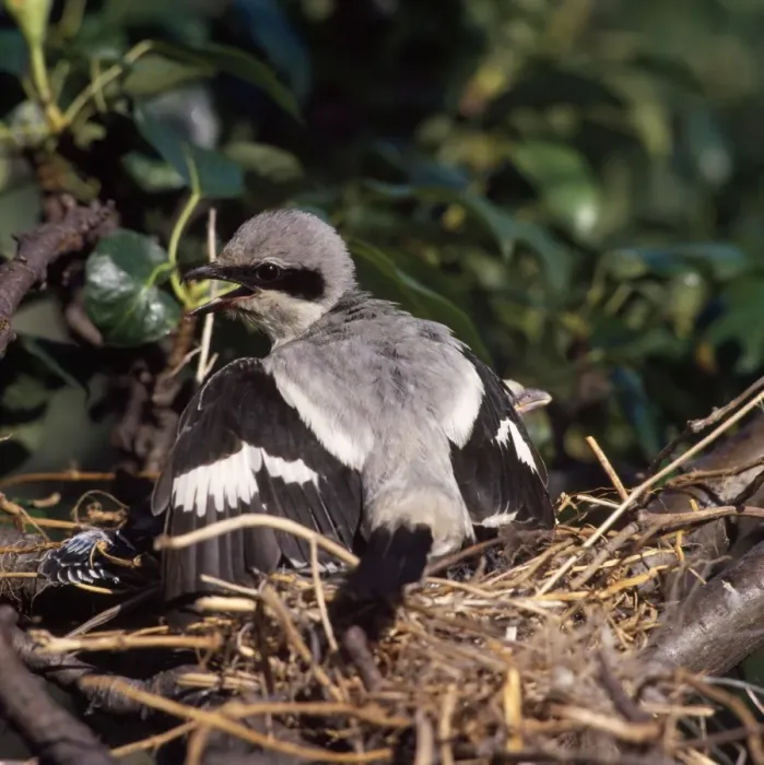 Framed Print : Great Grey Shrike - fledgling wing flapping Framed Print : Great Grey Shrike - fledgling wing flapping