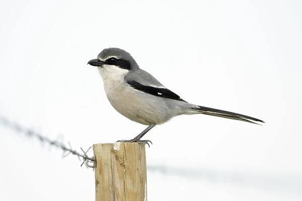 Great Grey Shrike - perched on fence post, region of Alentejo, Portugal