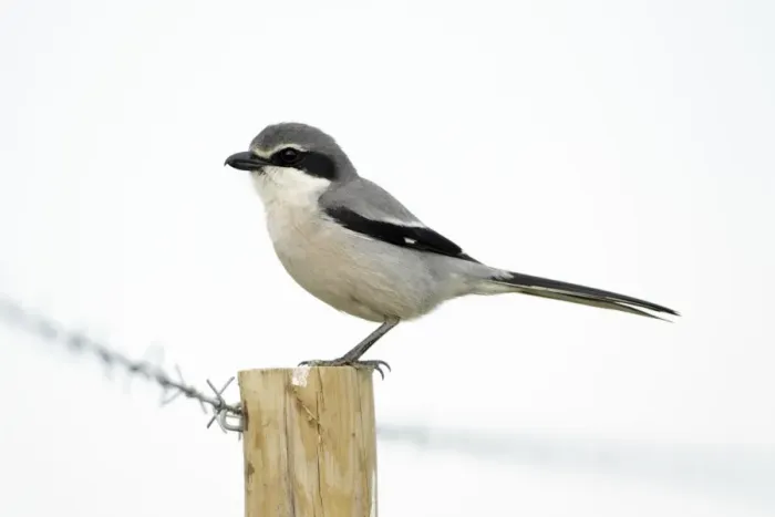 Framed Print : Great Grey Shrike - perched on fence post, region of Alentejo, Portugal Framed Print : Great Grey Shrike - perched on fence post, region of Alentejo, Portugal