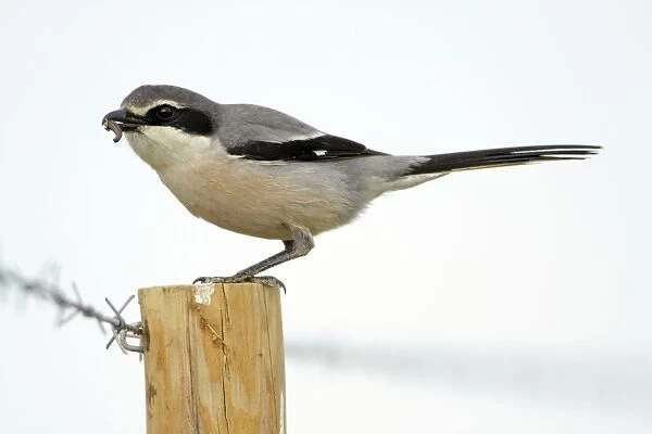 Great Grey Shrike - perched on fence post, with food in bill, region of Alentejo, Portugal