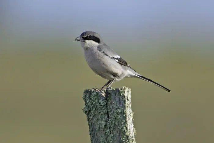 Framed Print : Great Grey Shrike - perched on post, Extremadura, Spain Framed Print : Great Grey Shrike - perched on post, Extremadura, Spain