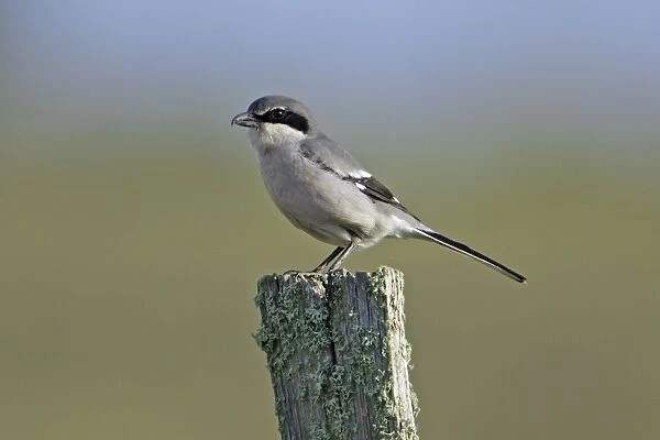 Great Grey Shrike - perched on post, Extremadura, Spain
