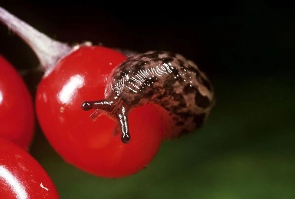 Great Grey Slug  /  Leopard Slug - young on berry, UK