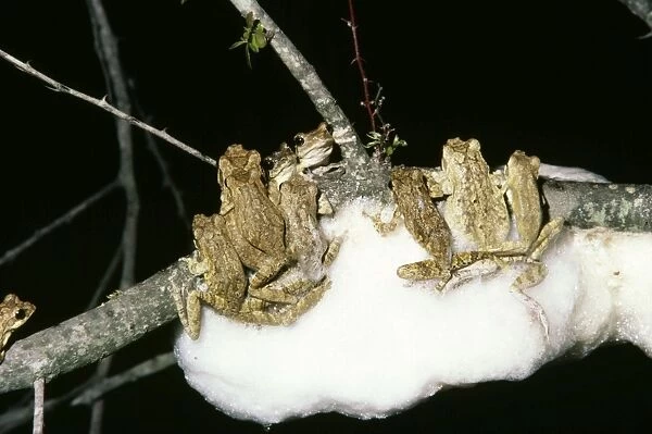 Great Grey Tree Frog - making foam nests for their eggs. Foam crusts over to keep moisture in and predators out