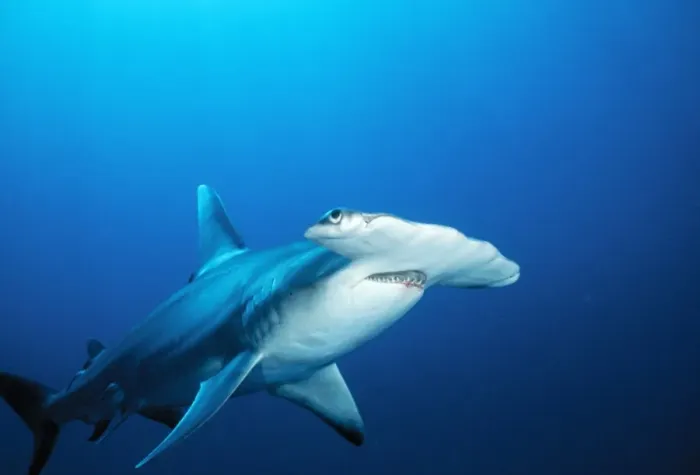 Framed Print : Great Hammerhead Shark Bahamas
