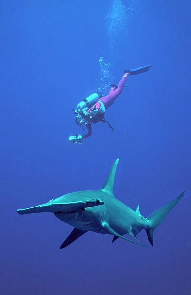 Great Hammerhead Shark - With diver Valerie Taylor
