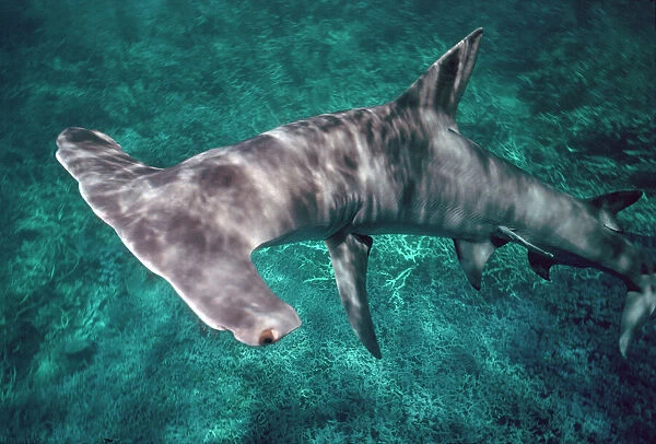 Great Hammerhead Shark - Can grow to 6 meters in length. They are found all around the tropical oceans but rarely seen. Coral Sea. Australia GHH-002