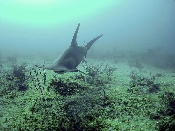 Great Hammerhead Shark Swimming 90 feet down, continental shelf Bahamas