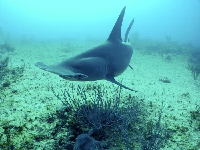 Framed Print : Great Hammerhead Shark Swimming 90 feet down over sandy bottom Bahamas Framed Print : Great Hammerhead Shark Swimming 90 feet down over sandy bottom Bahamas