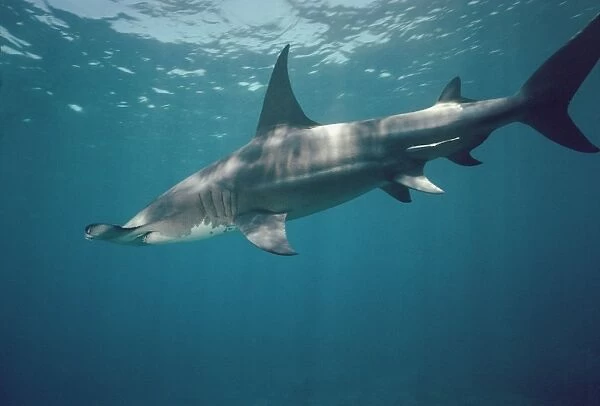 Great Hammerhead Shark - Swimming just below the surface. Can grow to 6 meters. found world wide but rarely seen. Bahama Islands GHH-004