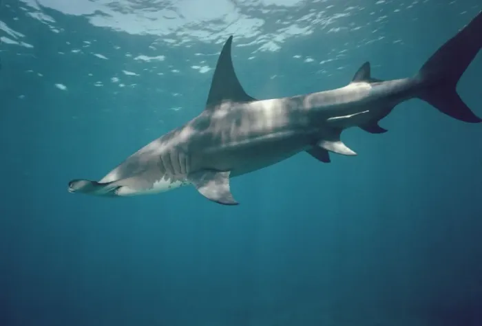 Framed Print : Great Hammerhead Shark - Swimming just below the surface. Can grow to 6 meters. found world wide but rarely seen. Bahama Islands GHH-004