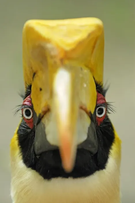 Framed Print : Great Hornbill - Thailand Framed Print : Great Hornbill - Thailand