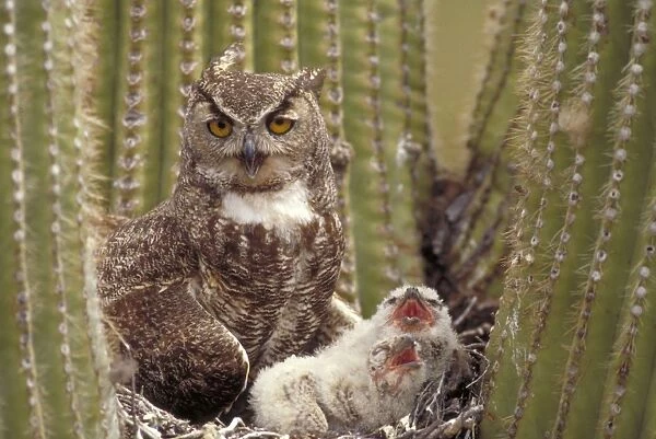 Great Horned Owl - Arizona - With young in nest in Saguaro Cactus - The 'Cat Owl' - A really large owl with ear tufts or 'horns' - Eats rodents-birds-reptiles-fish-large insects