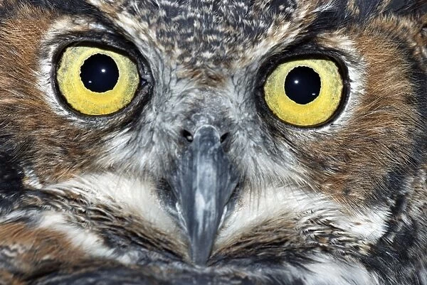 Great Horned Owl - Close up of eyes - North American forests