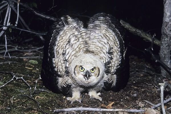 Great Horned Owl - flightless youngster on ground in defensive display, CT, USA