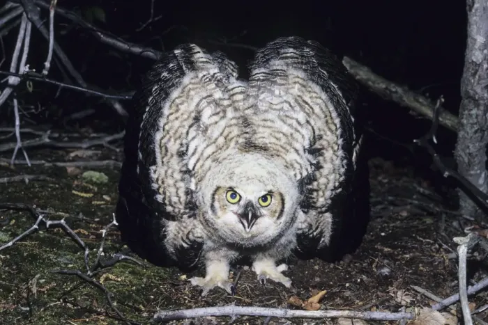 Framed Print : Great Horned Owl - flightless youngster on ground in defensive display, CT, USA Framed Print : Great Horned Owl - flightless youngster on ground in defensive display, CT, USA