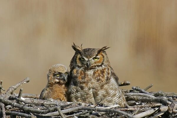 Great Horned Owl - in nest with chick