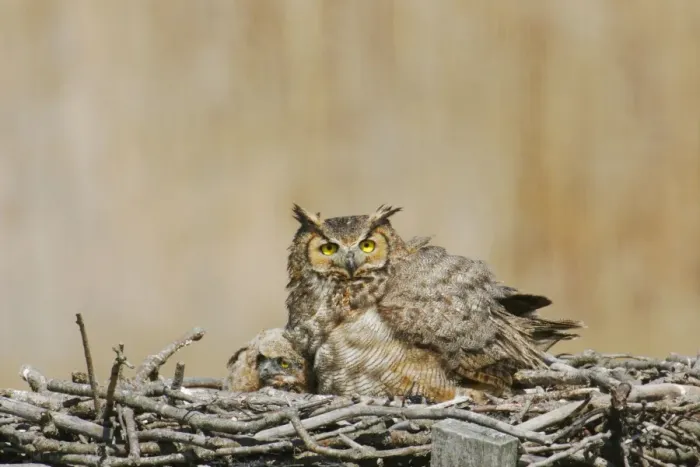 Framed Print : Great Horned Owl - in nest with chick Framed Print : Great Horned Owl - in nest with chick