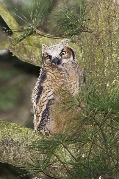 Great Horned Owl - newly fledged chick Connecticut in April