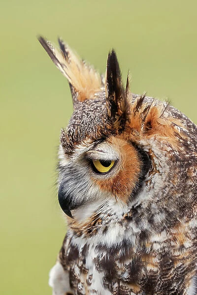 Great horned owl portrait Date: 20-02-2020