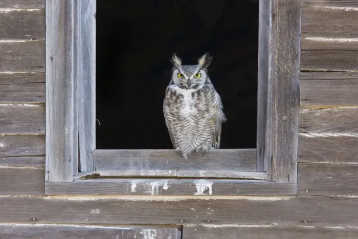 Framed Print : Great Horned Owl - roosting in abandoned farmhouse. New Mexico in February Framed Print : Great Horned Owl - roosting in abandoned farmhouse. New Mexico in February