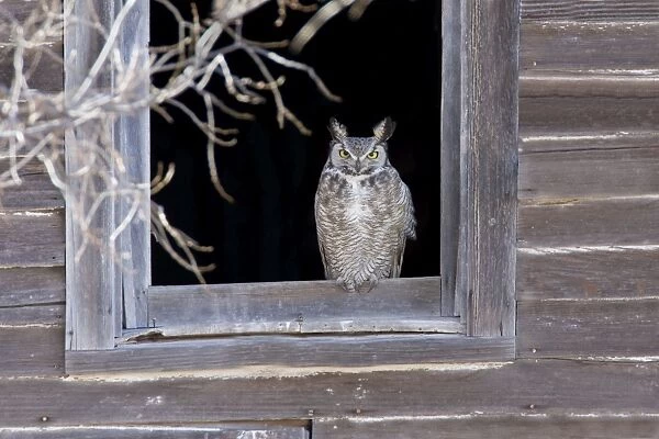 Great Horned Owl - roosting in abandoned farmhouse. New Mexico in February