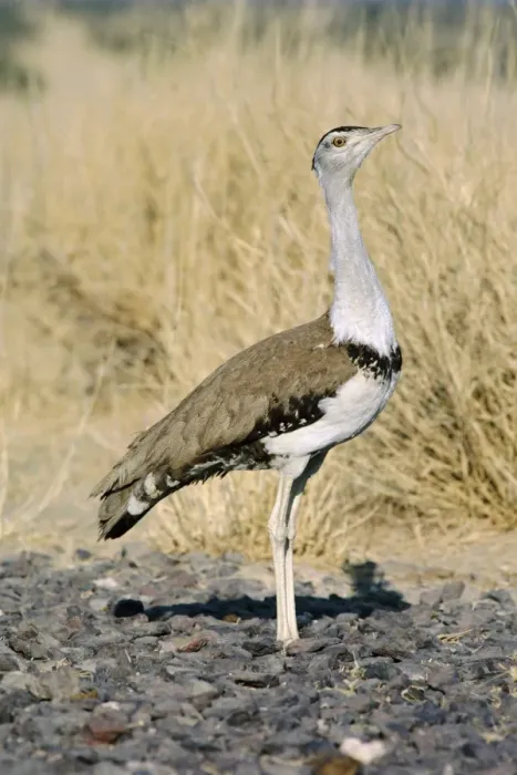 Framed Print : Great Indian Bustard - in desert habitat Framed Print : Great Indian Bustard - in desert habitat