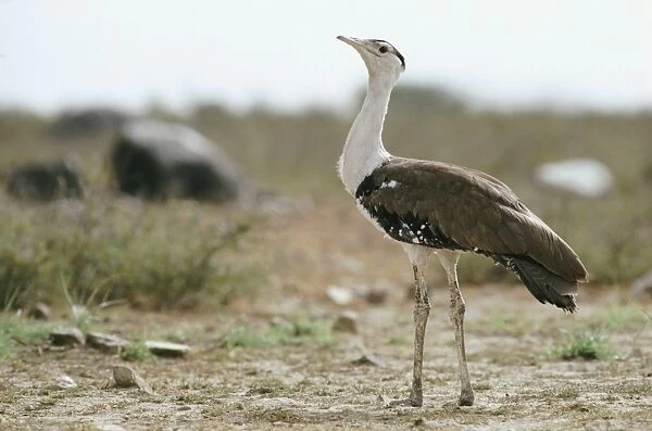 Great Indian Bustard - male