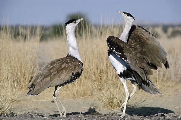 Great Indian Bustard - males in territorial display