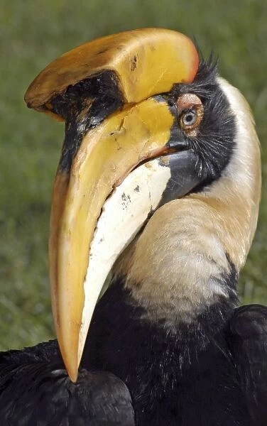 Great Indian Hornbill