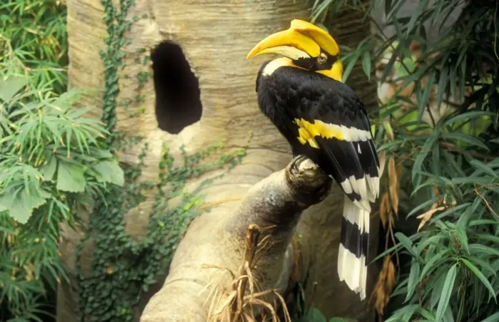 Framed Print : Great Indian Hornbill Asia / India Framed Print : Great Indian Hornbill Asia / India