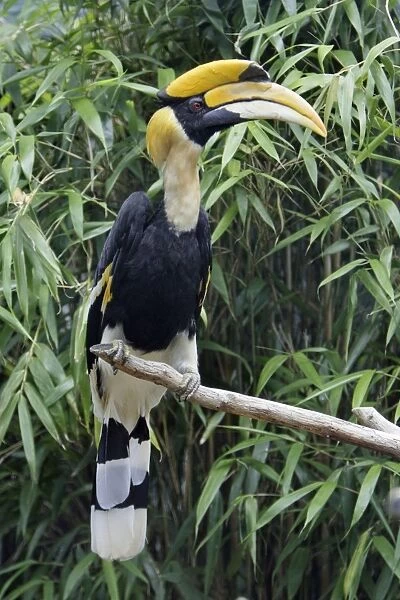 Great Indian Hornbill - sitting on branch, Lower Saxony, Germany