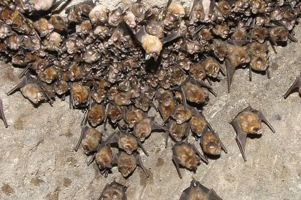 Great Indian Horseshoe Bats - mass hanging at roost. Bandhavgarh NP, India