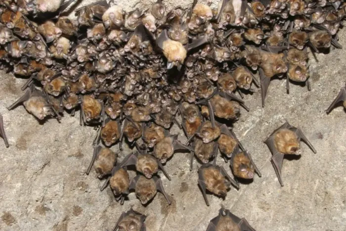 Framed Print : Great Indian Horseshoe Bats - mass hanging at roost. Bandhavgarh NP, India Framed Print : Great Indian Horseshoe Bats - mass hanging at roost. Bandhavgarh NP, India