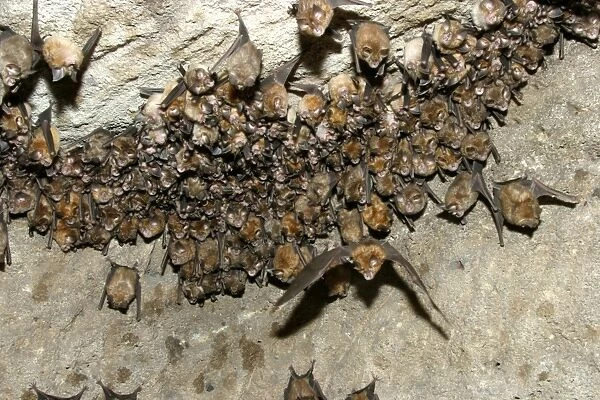 Great Indian Horseshoe Bats - mass hanging at roost, one in flight. Bandhavgarh NP, India