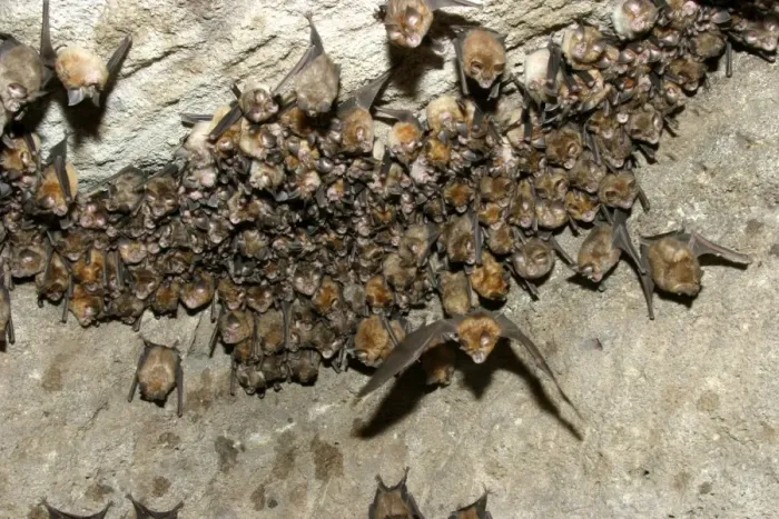 Framed Print : Great Indian Horseshoe Bats - mass hanging at roost, one in flight. Bandhavgarh NP, India Framed Print : Great Indian Horseshoe Bats - mass hanging at roost, one in flight. Bandhavgarh NP, India
