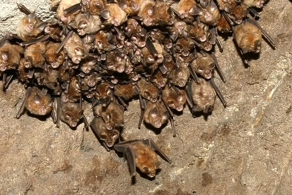 Great Indian Horseshoe Bats - mass hanging at roost. Bandhavgarh NP, India