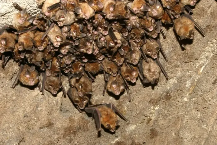 Framed Print : Great Indian Horseshoe Bats - mass hanging at roost. Bandhavgarh NP, India Framed Print : Great Indian Horseshoe Bats - mass hanging at roost. Bandhavgarh NP, India