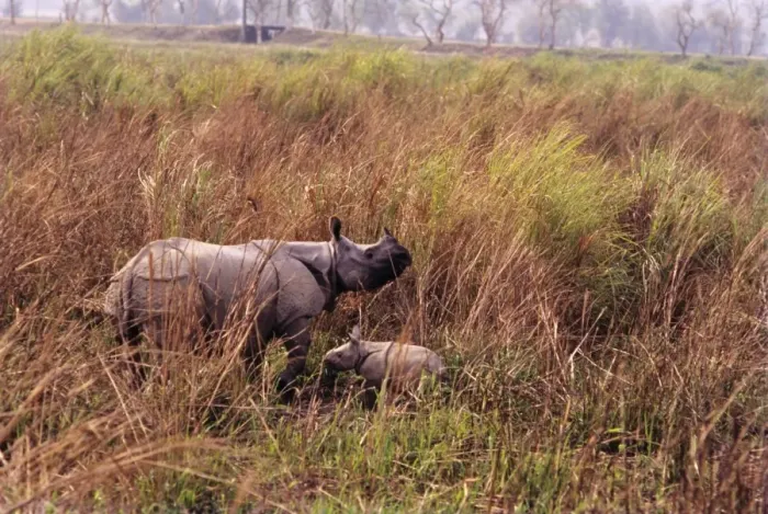 Framed Print : Great Indian Rhino - with baby. India Framed Print : Great Indian Rhino - with baby. India