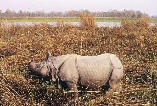 Great Indian Rhino - on banks of Brahamputra River - Kaziranga National Park - India