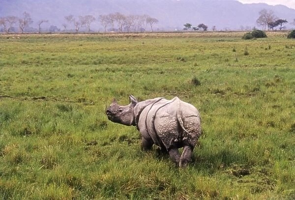 Great Indian Rhino - in swamp area Kaziranga National Park, India