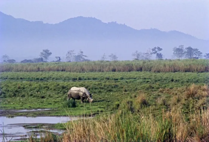 Framed Print : Great Indian Rhino - in swamp. Kazirranga National Park - India Framed Print : Great Indian Rhino - in swamp. Kazirranga National Park - India