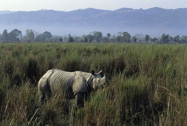 Great Indian Rhinoceros Kaziranga National Park, India