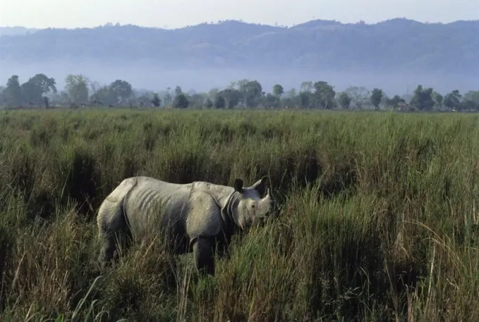 Framed Print : Great Indian Rhinoceros Kaziranga National Park, India Framed Print : Great Indian Rhinoceros Kaziranga National Park, India