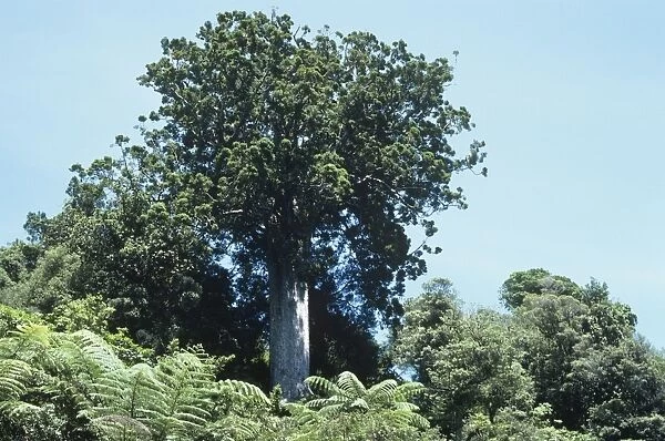 Great Kauri Tree - New Zealand