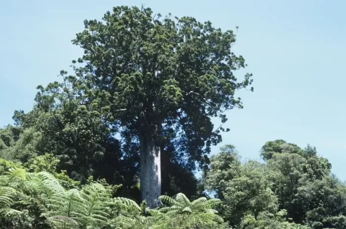 Framed Print : Great Kauri Tree - New Zealand