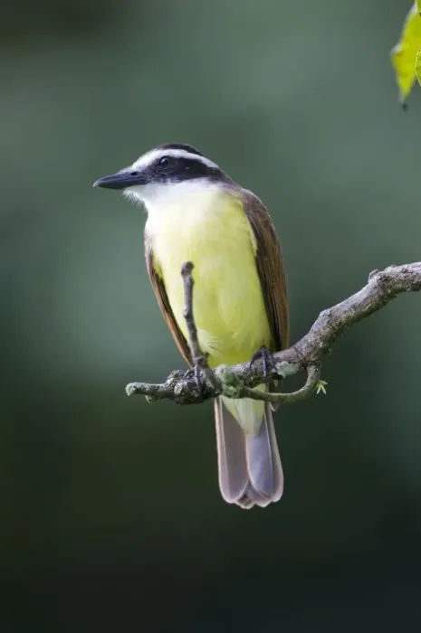 Framed Print : Great Kiskadee - on branch - Asa Wright Centre - Trinidad Framed Print : Great Kiskadee - on branch - Asa Wright Centre - Trinidad