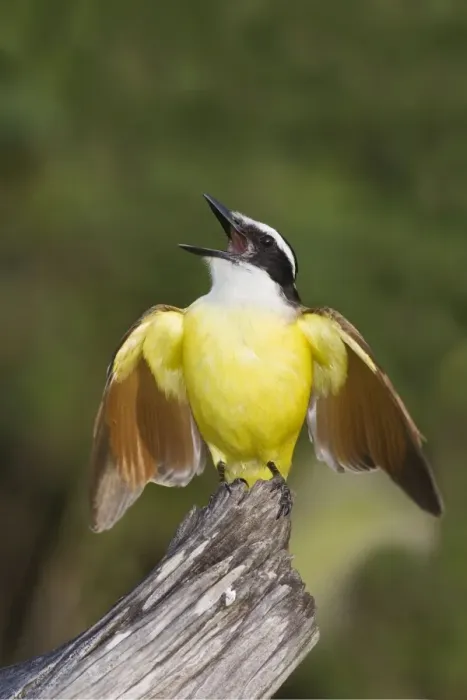 Framed Print : Great Kiskadee South Texas in March Framed Print : Great Kiskadee South Texas in March