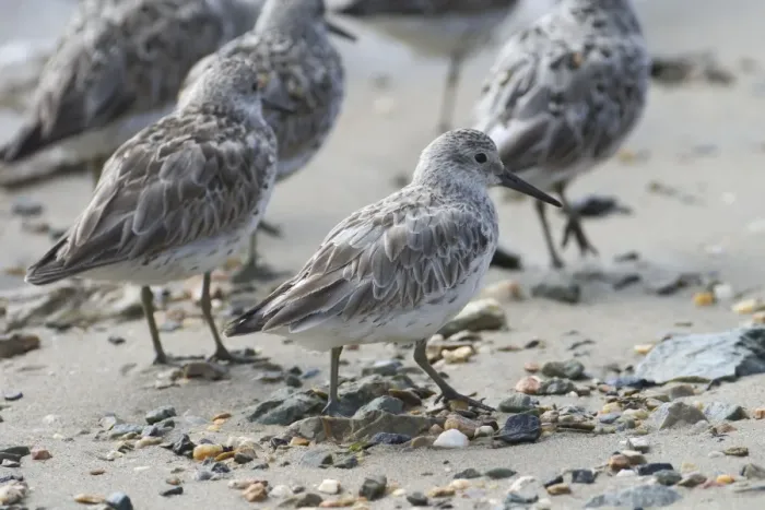 Framed Print : Great Knot - Breeds in the sub-arctic highlands of northern Siberia and migrates in large numbers to Australian coasts particularly in the north. At Cairns esplanade, Queensland, Australia Framed Print : Great Knot - Breeds in the sub-arctic highlands of northern Siberia and migrates in large numbers to Australian coasts particularly in the north. At Cairns esplanade, Queensland, Australia